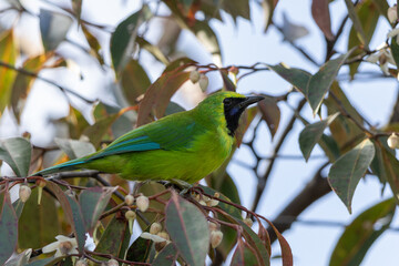 Bornean leafbird displaying its vibrant plumage while perched on a branch
