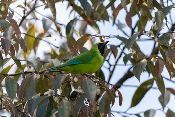 Bornean leafbird displaying its vibrant plumage while perched on a branch