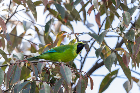 Bornean leafbird displaying its vibrant plumage while perched on a branch
