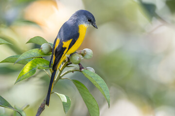 Grey-chinned minivet displaying its vibrant plumage while perched on a branch