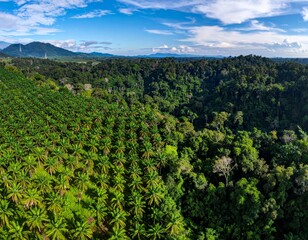 Fototapeta premium Aerial view a vivid contrast between a palm plantation and a lush forest