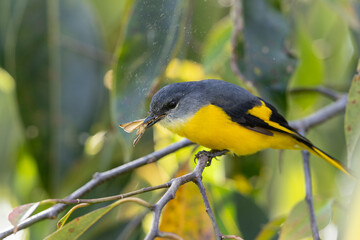 Grey-chinned minivet displaying its vibrant plumage while perched on a branch