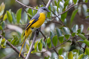 Grey-chinned minivet displaying its vibrant plumage while perched on a branch