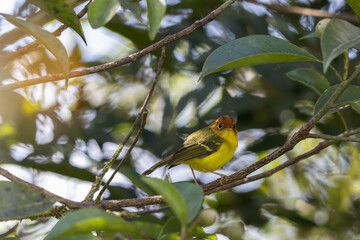 Yellow breasted warbler displaying its vibrant plumage while perched on a branch