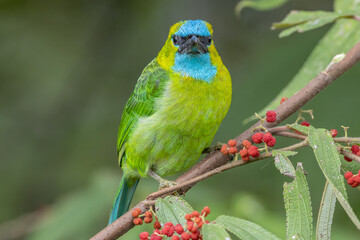 Obraz premium Golden-naped barbet displaying its vibrant plumage while perched on a branch
