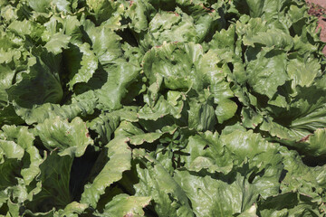Naklejka premium cabbage growing in the garden 