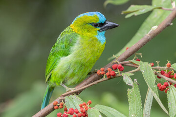Golden-naped barbet displaying its vibrant plumage while perched on a branch
