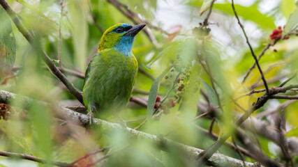 Golden-naped barbet displaying its vibrant plumage while perched on a branch