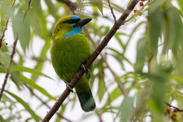 Golden-naped barbet displaying its vibrant plumage while perched on a branch