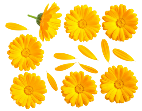  Fresh Yellow Calendula Petals and Flowers — Botanical Clipart PNG