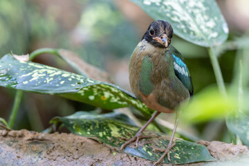 Hooded pitta perched on branch in lush green forest
