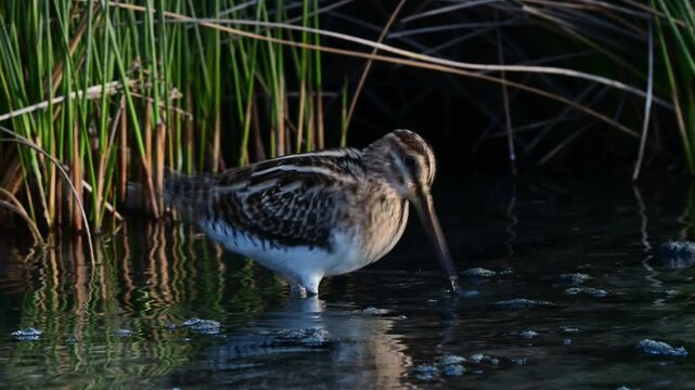 Common snipe // Bekassine (Gallinago gallinago)