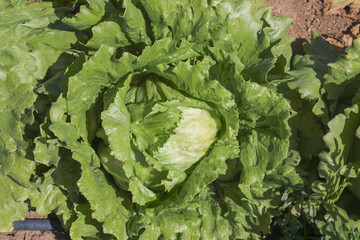 cabbage growing in the garden