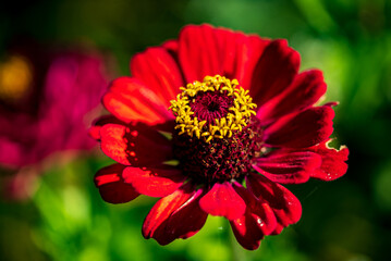A striking red zinnia stands tall in the garden, showcasing its vivid petals and bright center