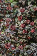 Bright red clusters pop from lush green leaves, showcasing nature's beauty in this serene garden