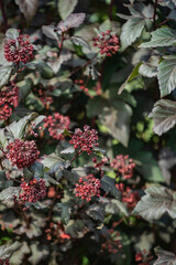 Bright red flowers stand out against deep green leaves in a tranquil garden