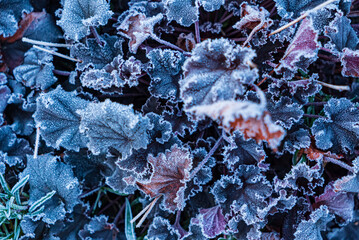 Delicate leaves are adorned with sparkling frost, showcasing nature's beauty in winter daylight