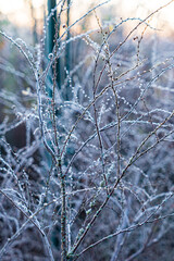 Delicate frost coats the bare branches, glistening in the soft morning light of a cold winter