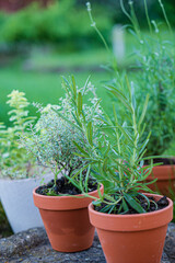 Green herbs thrive in terracotta pots, basking in gentle evening light in a serene garden setting