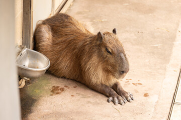 Capybara