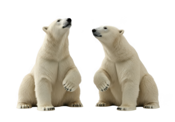 Two polar bears sitting side by side looking upward cute animal wildlife arctic mammals png clipart isolated on transparent background