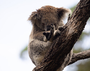 Koala