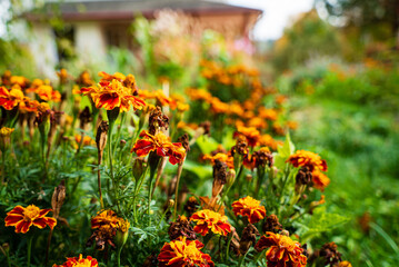 Colorful marigolds brighten the garden with lively hues and warm sunlight