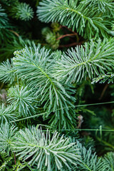 Morning dew clings to lush pine needles, creating a refreshing and tranquil forest scene