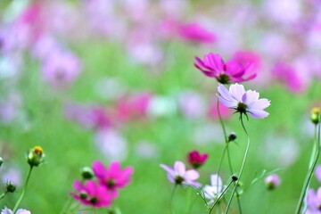 白とピンクの水玉模様のようなコスモス畑