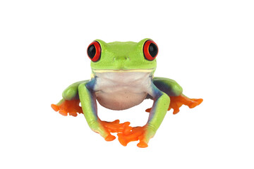 Red-eyed tree frog (Agalychnis callidryas) isolated on transparent background. Bright green tropical amphibian with vivid red eyes and orange feet, symbolizing exotic wildlife and biodiversity.