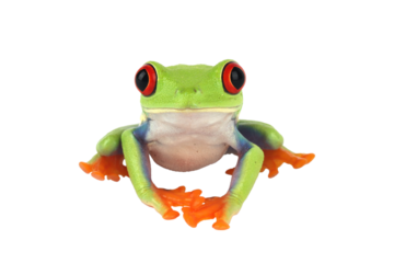 Red-eyed tree frog (Agalychnis callidryas) isolated on transparent background. Bright green tropical amphibian with vivid red eyes and orange feet, symbolizing exotic wildlife and biodiversity.
