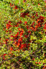Chaenomeles flowers burst into color, creating a lively scene in the garden under warm sunlight