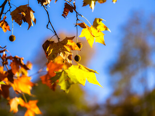 Colourful  autumn leafs on the tree