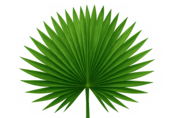 Lush green tropical fan palm leaf showing natural vibrant botany on transparent background