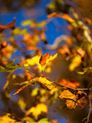 Colourful  autumn leafs on the tree