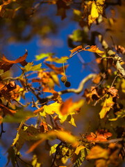 Colourful  autumn leafs on the tree