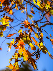 Colourful  autumn leafs on the tree