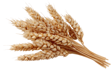Bunched golden wheat stalks against a transparent background