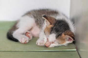 Cute kitten sleeping in bed