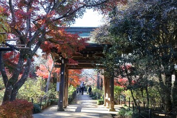 Fototapeta premium 秋の本土寺（千葉県松戸市）。紅葉の境内。瑞鳳門