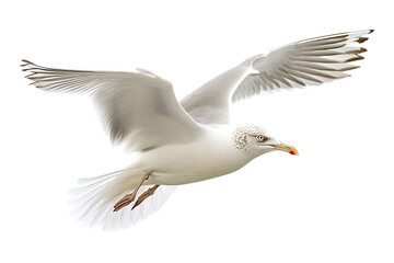 Obraz premium Larus cachinnans in flight on transparent background