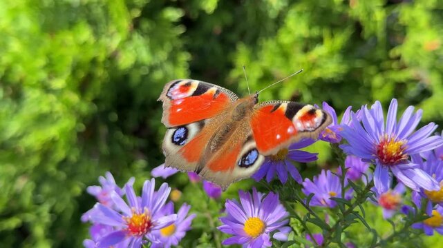 Peacock butterfly resting on a purple aster flower in an autumn garden, enjoying sunny day