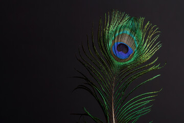 close-up of a colorful peacock feather on a black background