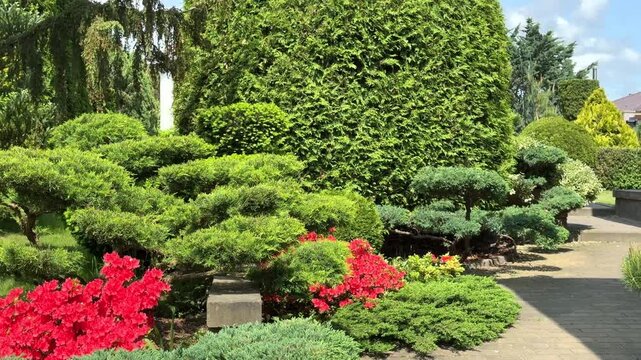A beautiful ornamental garden featuring sculptural evergreen juniper and topiary bushes, accented by a burst of vibrant red azalea flowers and lush green hedges in full sun.