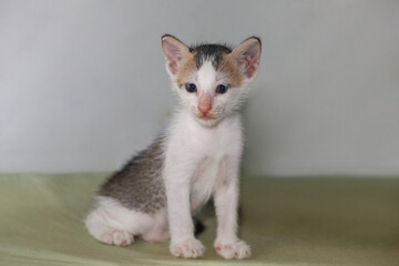 Little kitten posing to camera