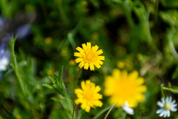 Bright yellow flowers bloom among green foliage in a vibrant spring garden