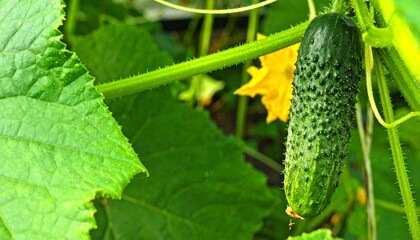 Close-up of a green cucumber growing on a vine with leaves and a yellow flower in the background.