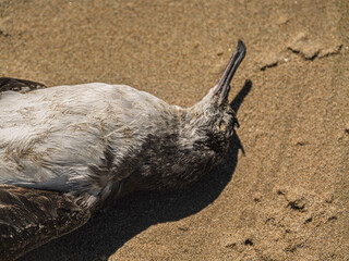 Head Of Dead Shearwater Or Mutton Bird On Beach