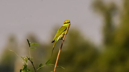 Vibrant Green Bee-eater perched on a branch in natural sunlight. 
