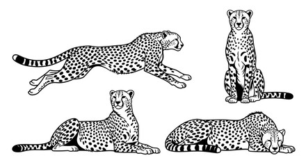 Cheetah poses collection in black and white